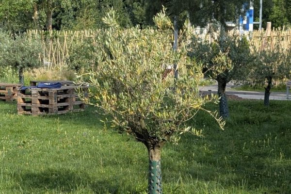 Begegnungen im Olivenhain: Austausch, Begegnung und ein kultureller Abend in feierlicher Atmosphäre