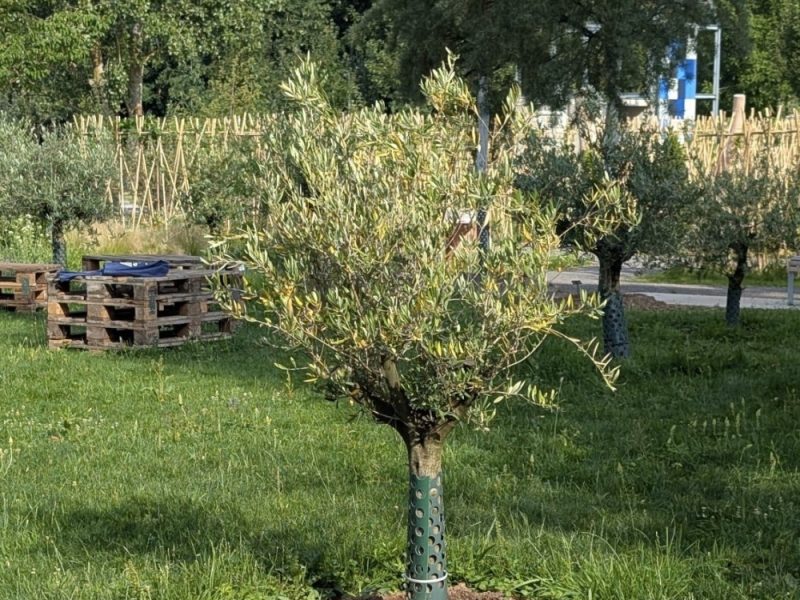 Begegnungen im Olivenhain: Austausch, Begegnung und ein kultureller Abend in feierlicher Atmosphäre