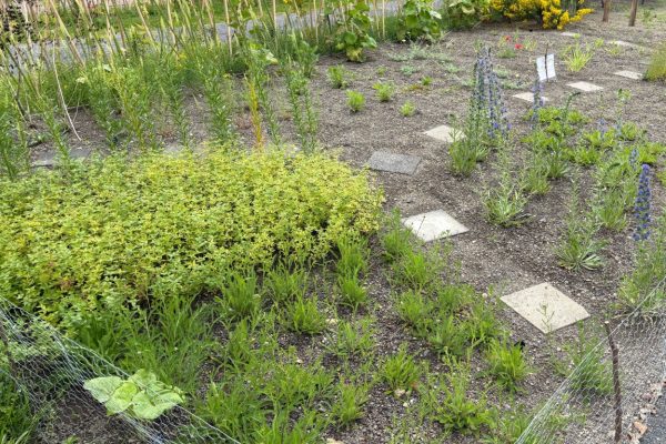 Naturgarten: Führung durch den Färbergarten