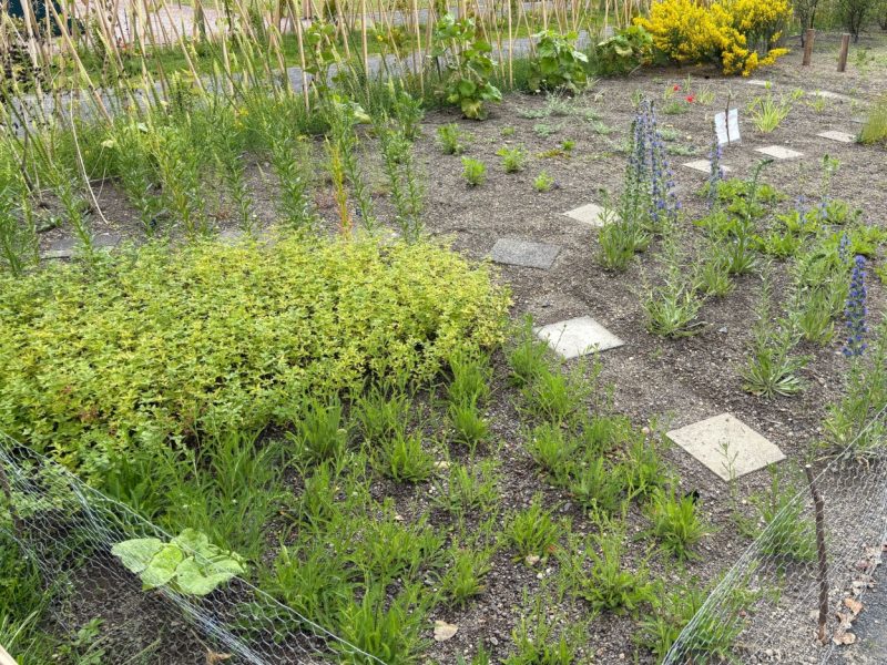 Naturgarten: Führung durch den Färbergarten
