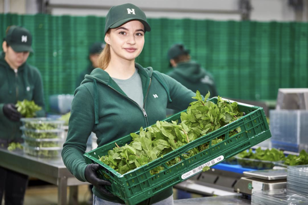 Kräuteranbau: Einblicke aus der täglichen Fachpraxis von Herrmann Kräuter