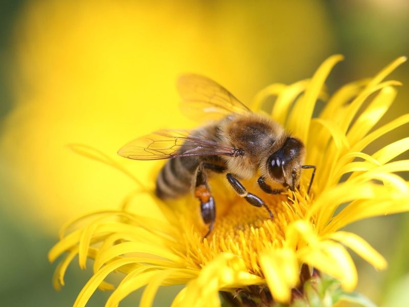 Familienzeit: "Von fleißigen Bienen zu leckerem Honig" - eine Imkerin zu Besuch in der Stadtbibliothek