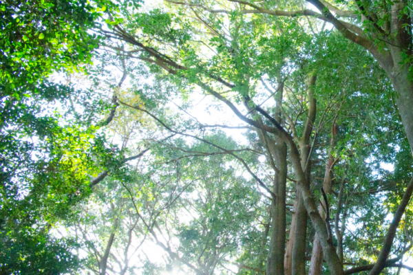 Achtsamkeit und Entspannung in der Natur