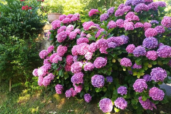 Die Kirschen in des Mörders Garten – Lesung von Inka Stein auf der LAGA