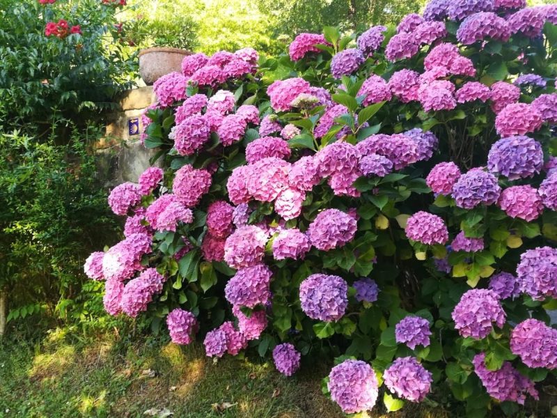 Die Kirschen in des Mörders Garten – Lesung von Inka Stein auf der LAGA