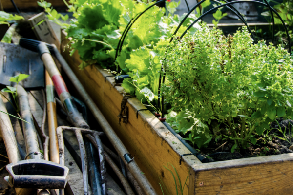 Miteinandergarten: Sprechstunde im Urban Gardening Projekt