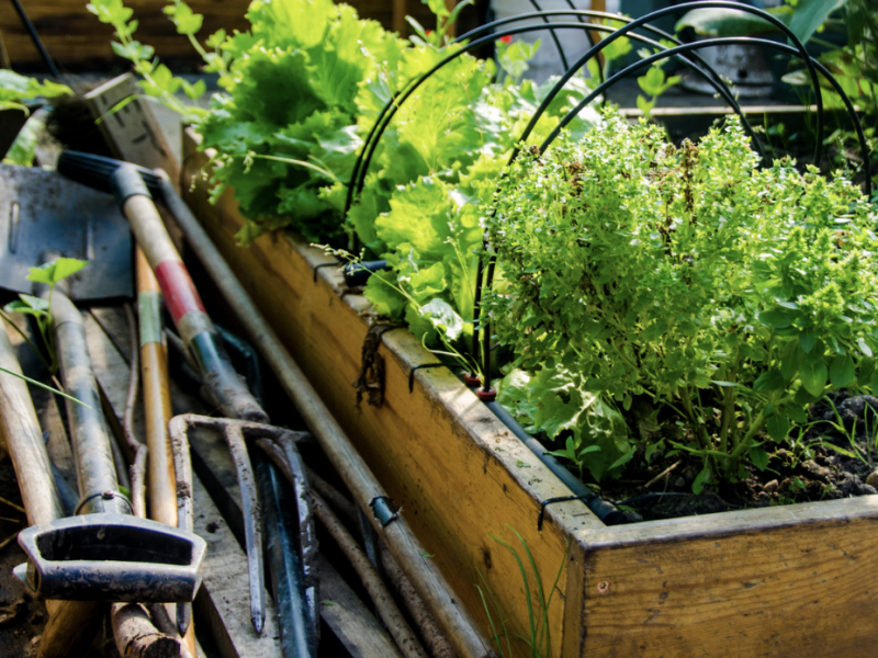 Miteinandergarten: Sprechstunde im Urban Gardening Projekt